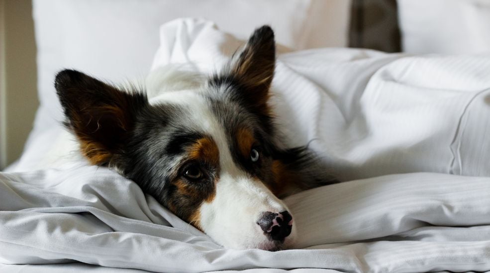 Happy Dog New Year 2025